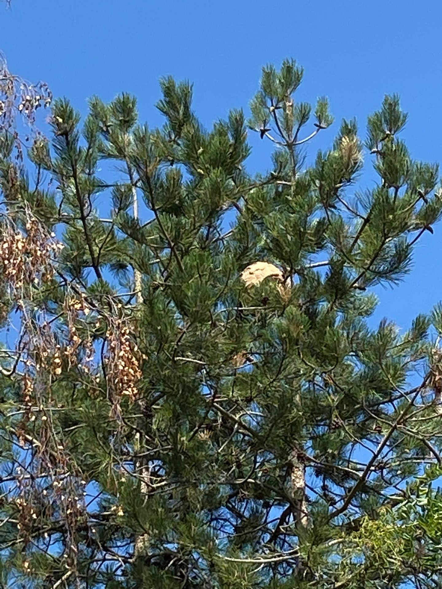 Nid d'insectes perché sur un arbre
