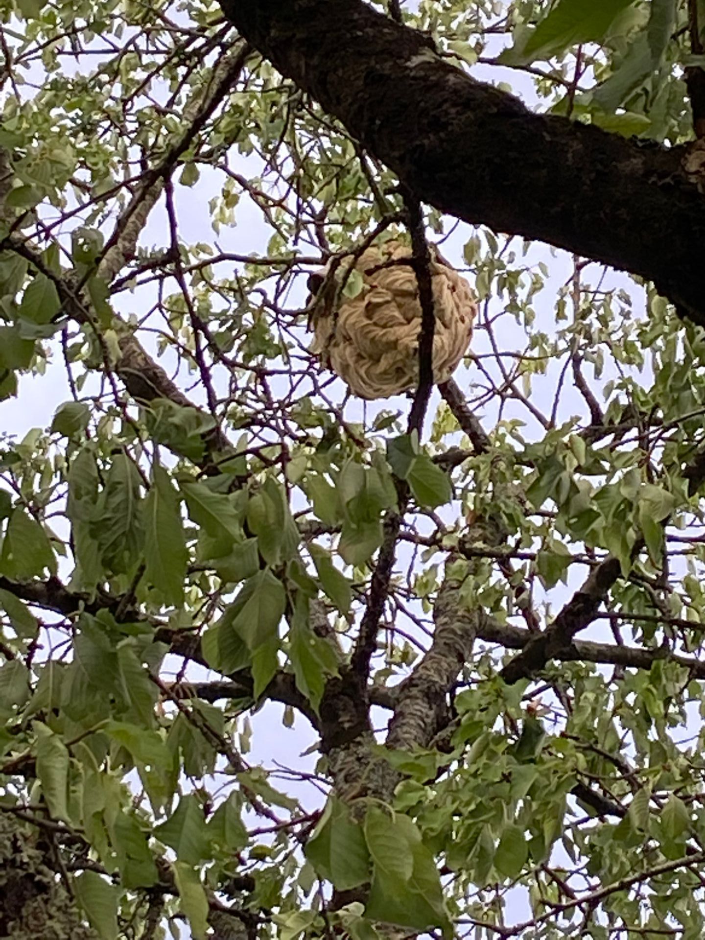 Nid d'insectes perché sur une branche