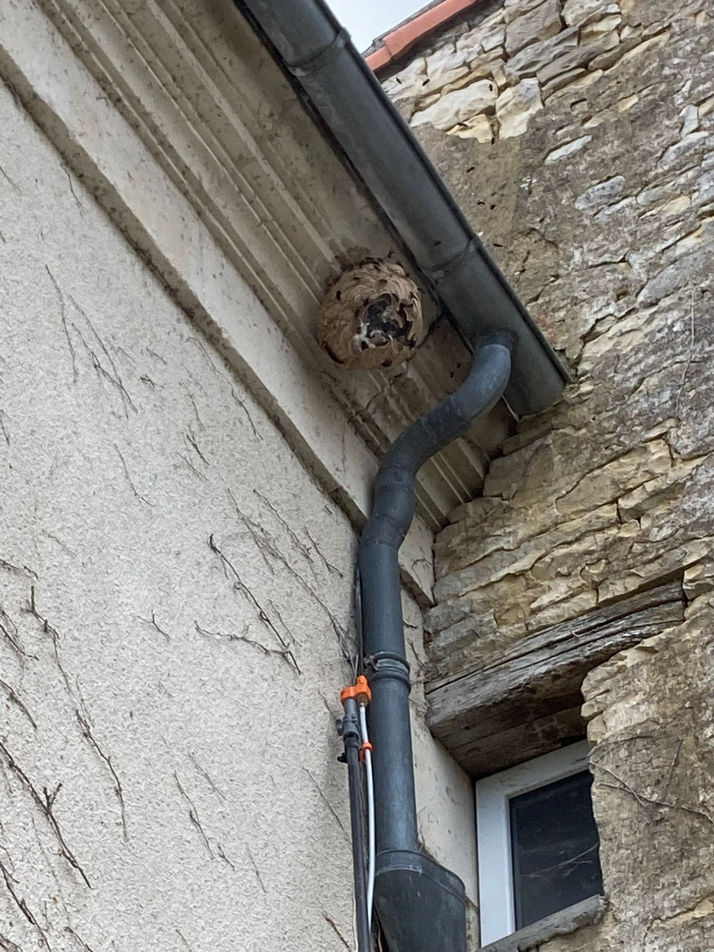 Nid de guêpes sous une gouttière