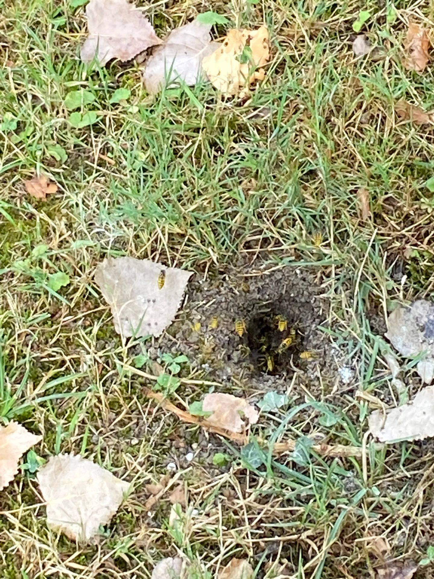 Abeilles cachées dans le sol