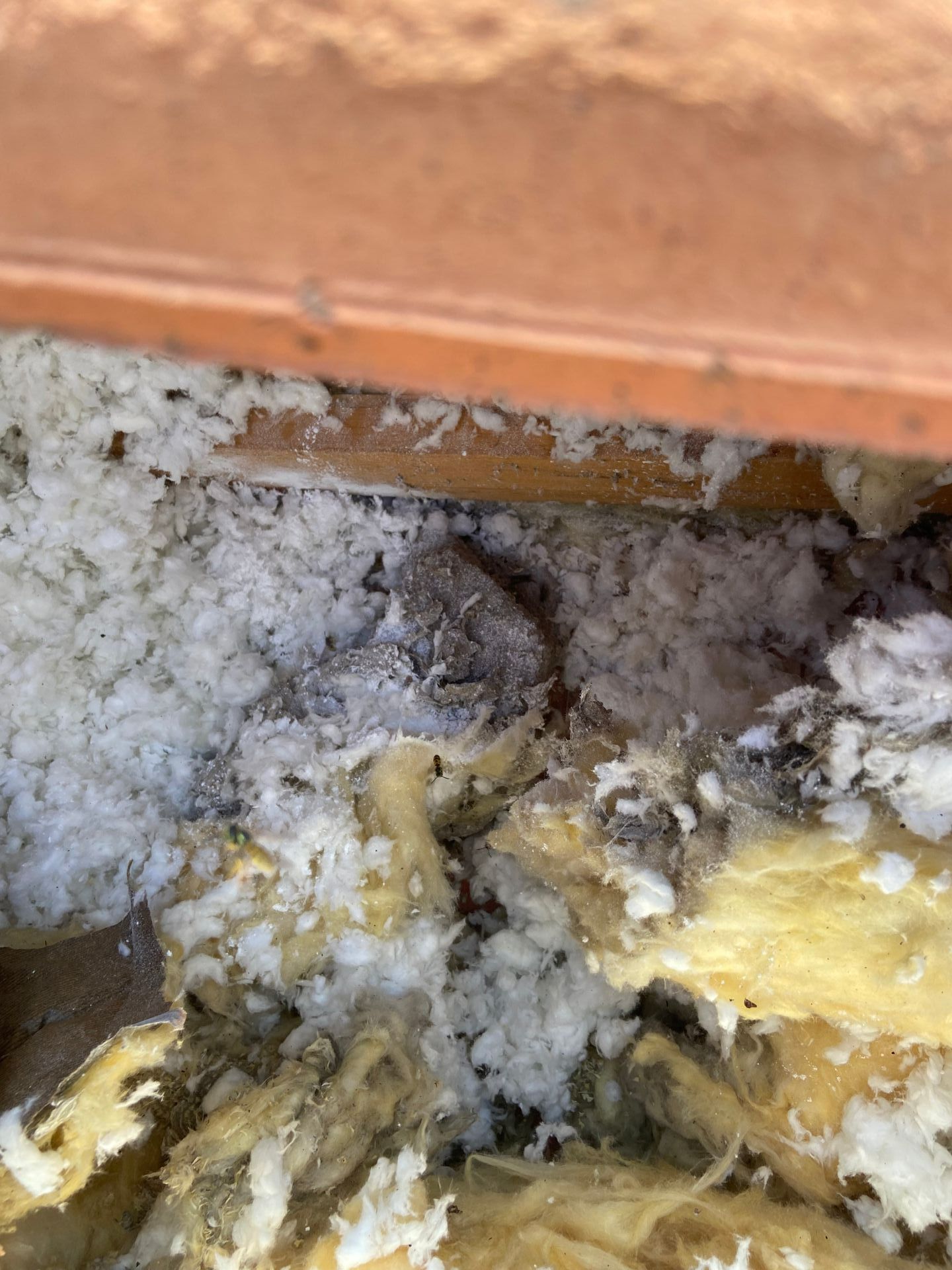 Insectes installés dans de la laine de verre