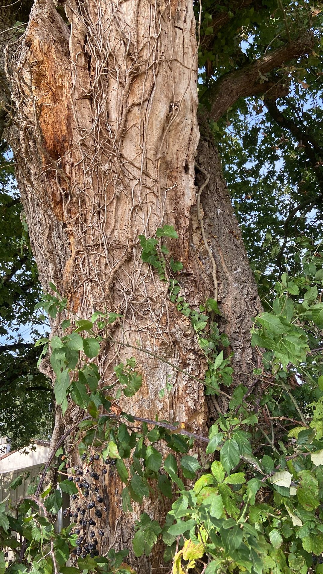 Frelons installés dans un arbre