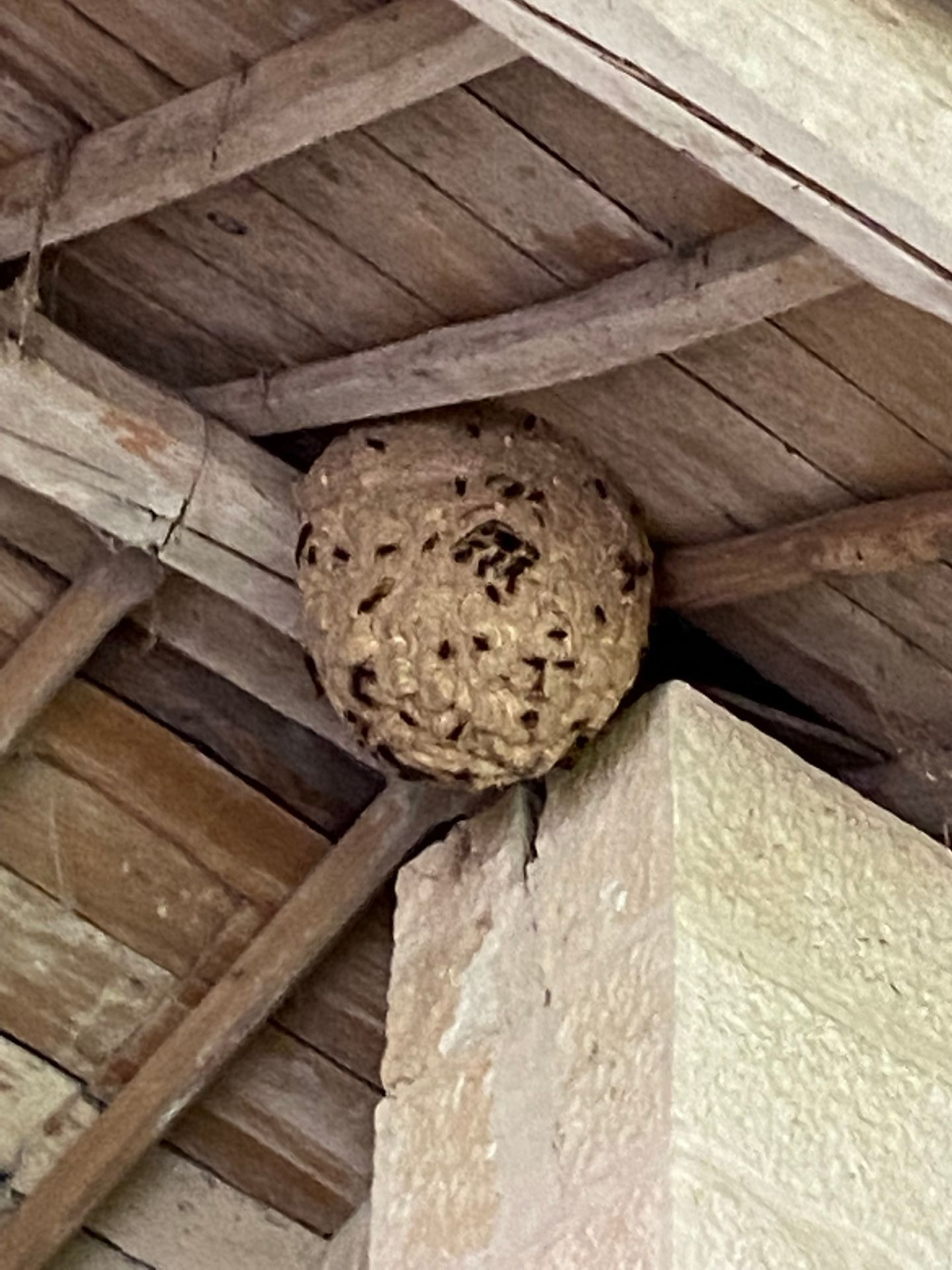 Nid de guêpes sous un toit