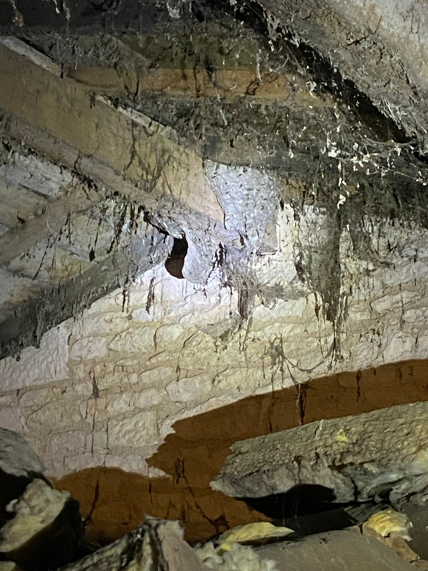 Nid d'insectes dans un grenier