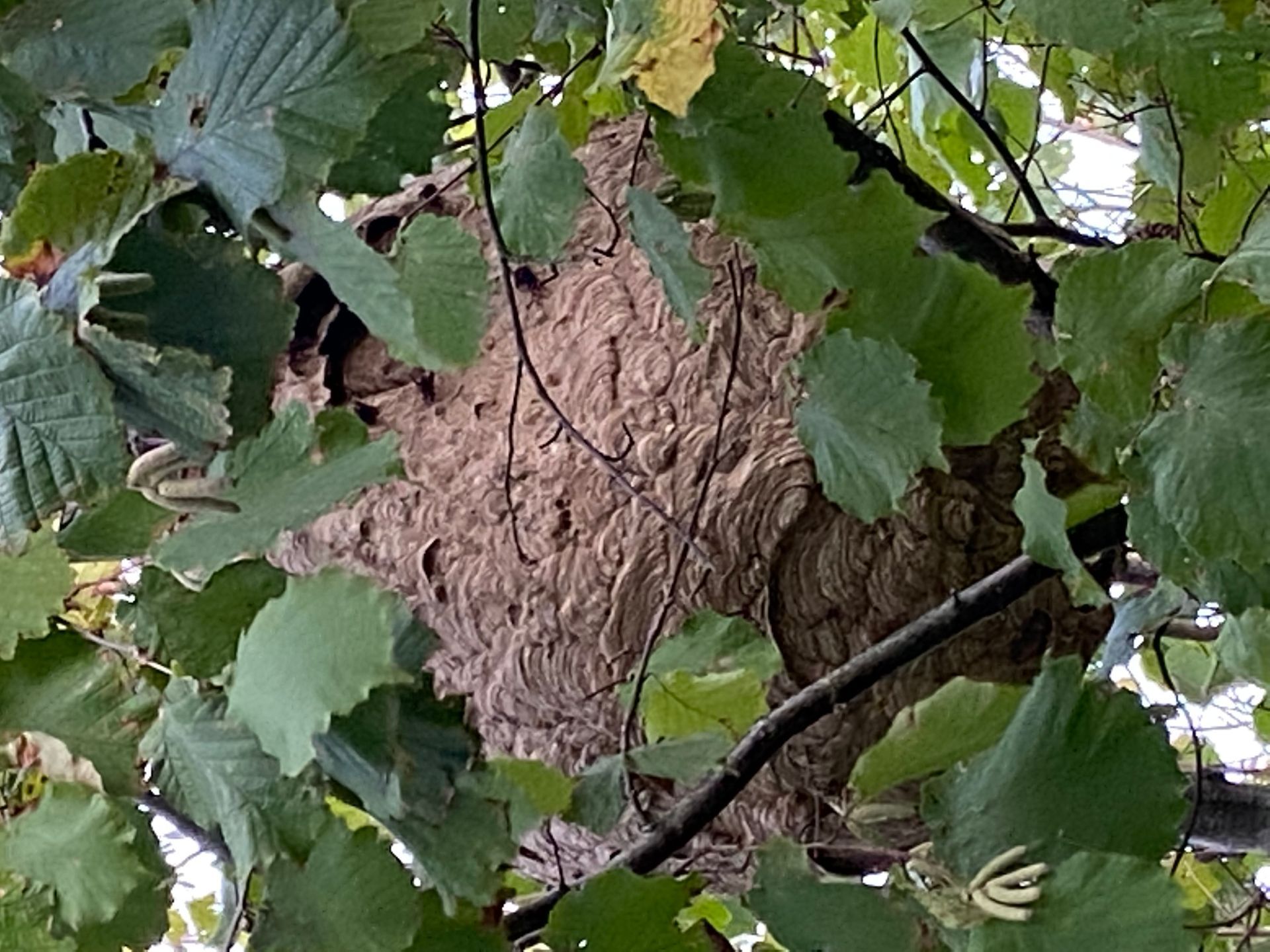 Nid de frelons asiatiques