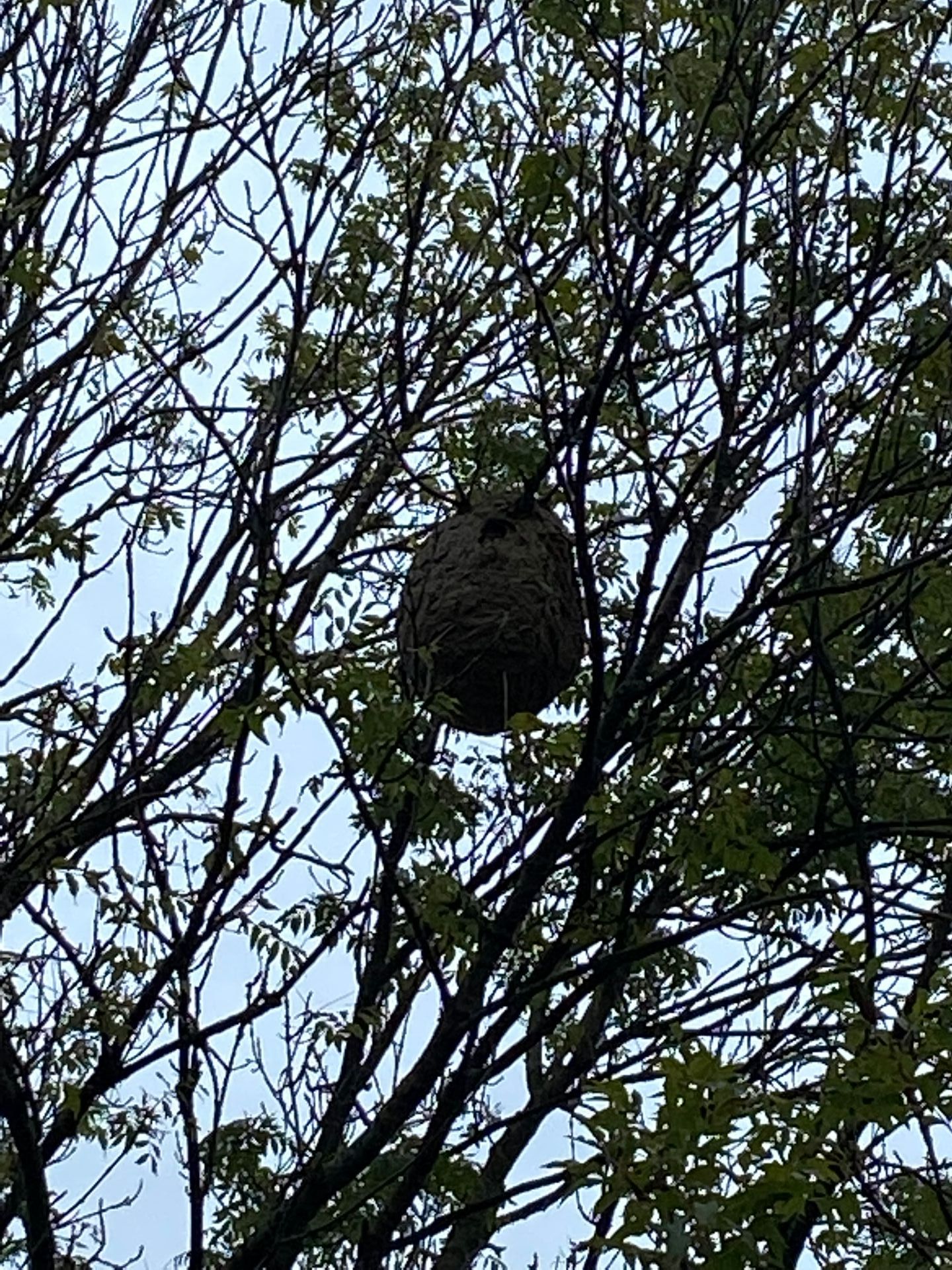 Nid de frelons dans un arbre