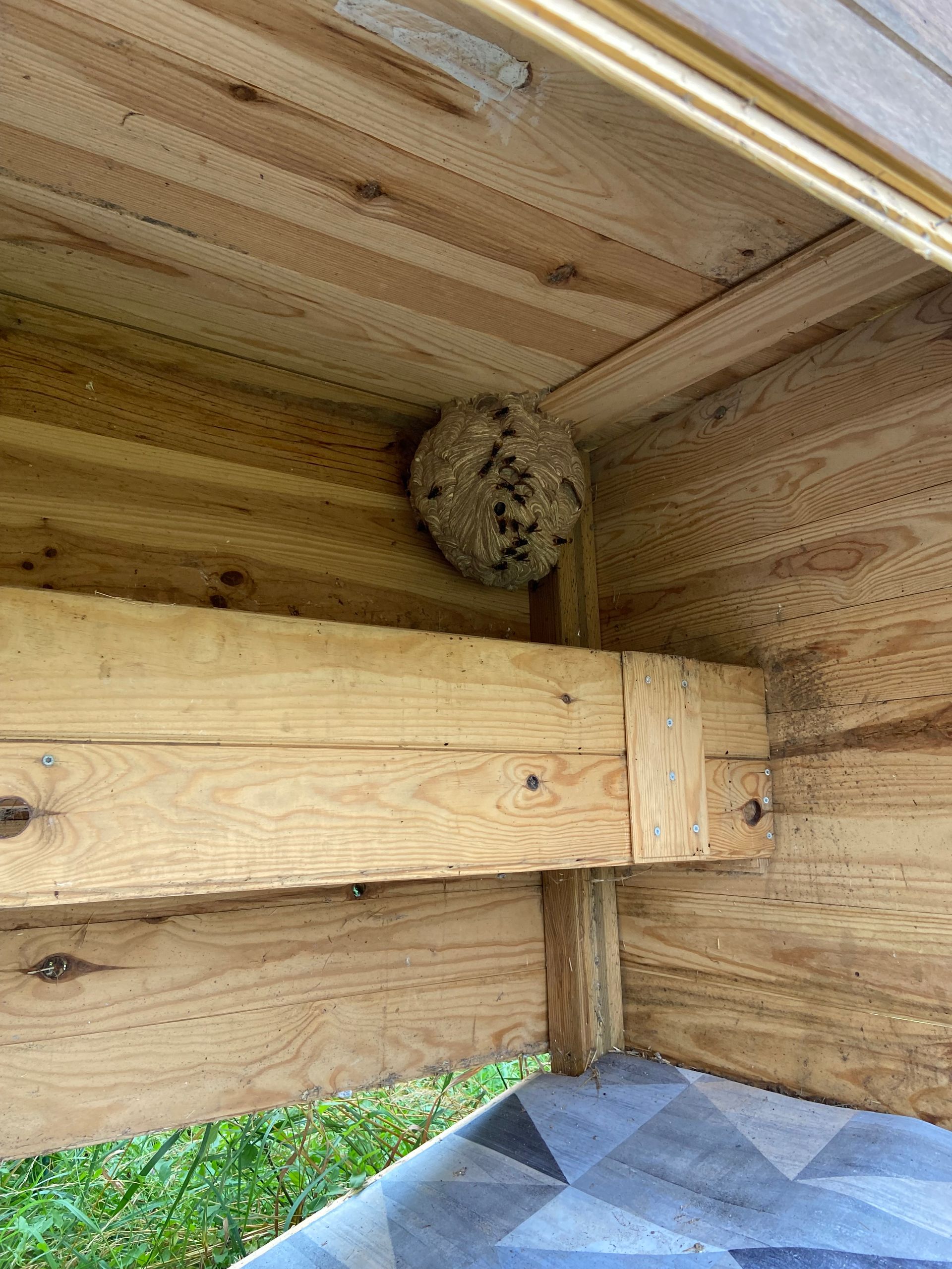 Nid de guêpes fixé au plafond d'une structure en bois, couleurs marron et beige.