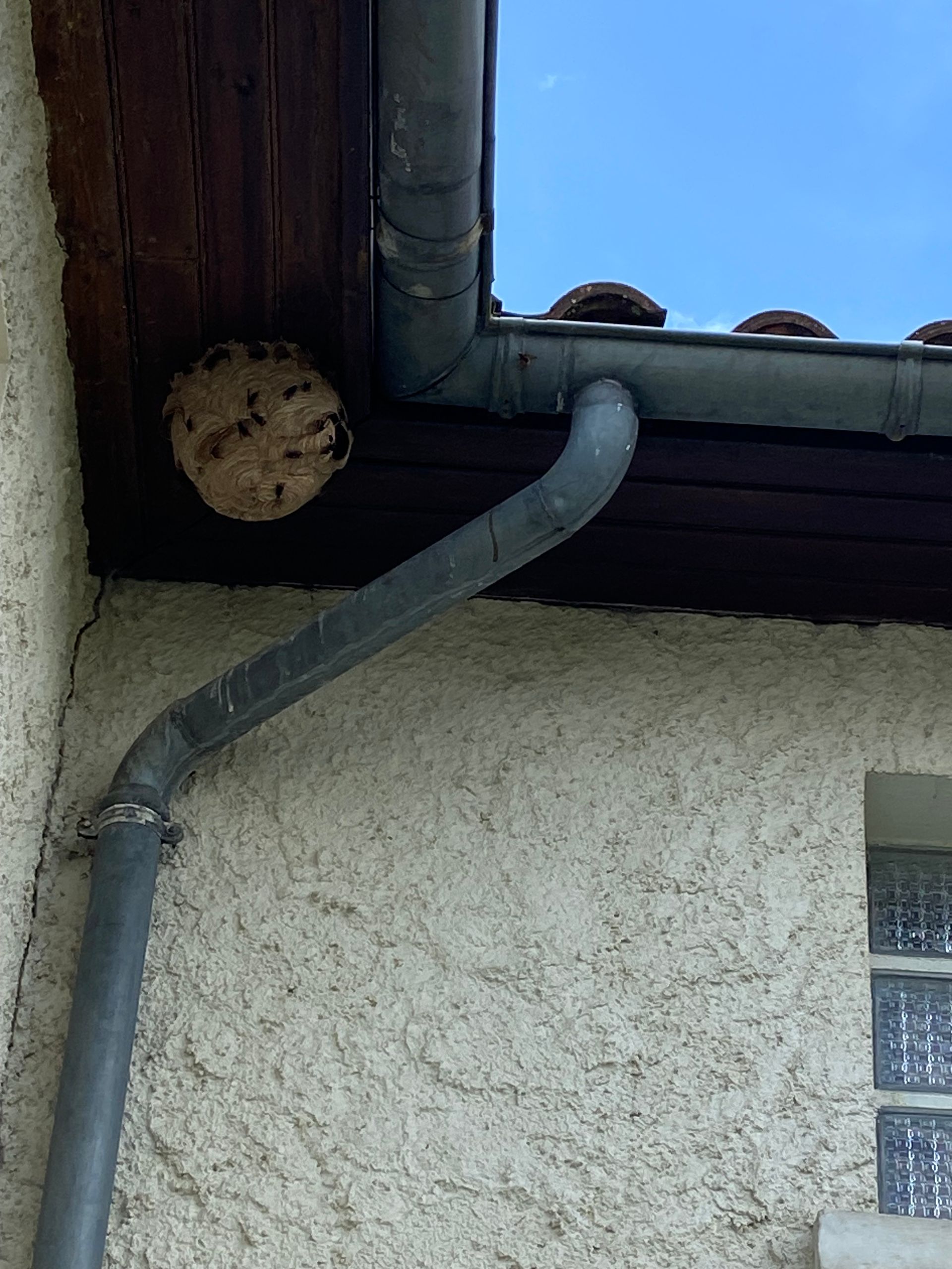 Nid de guêpes sous un avant-toit brun, près d'une gouttière grise, sur un mur en stuc. Ciel bleu au-dessus.