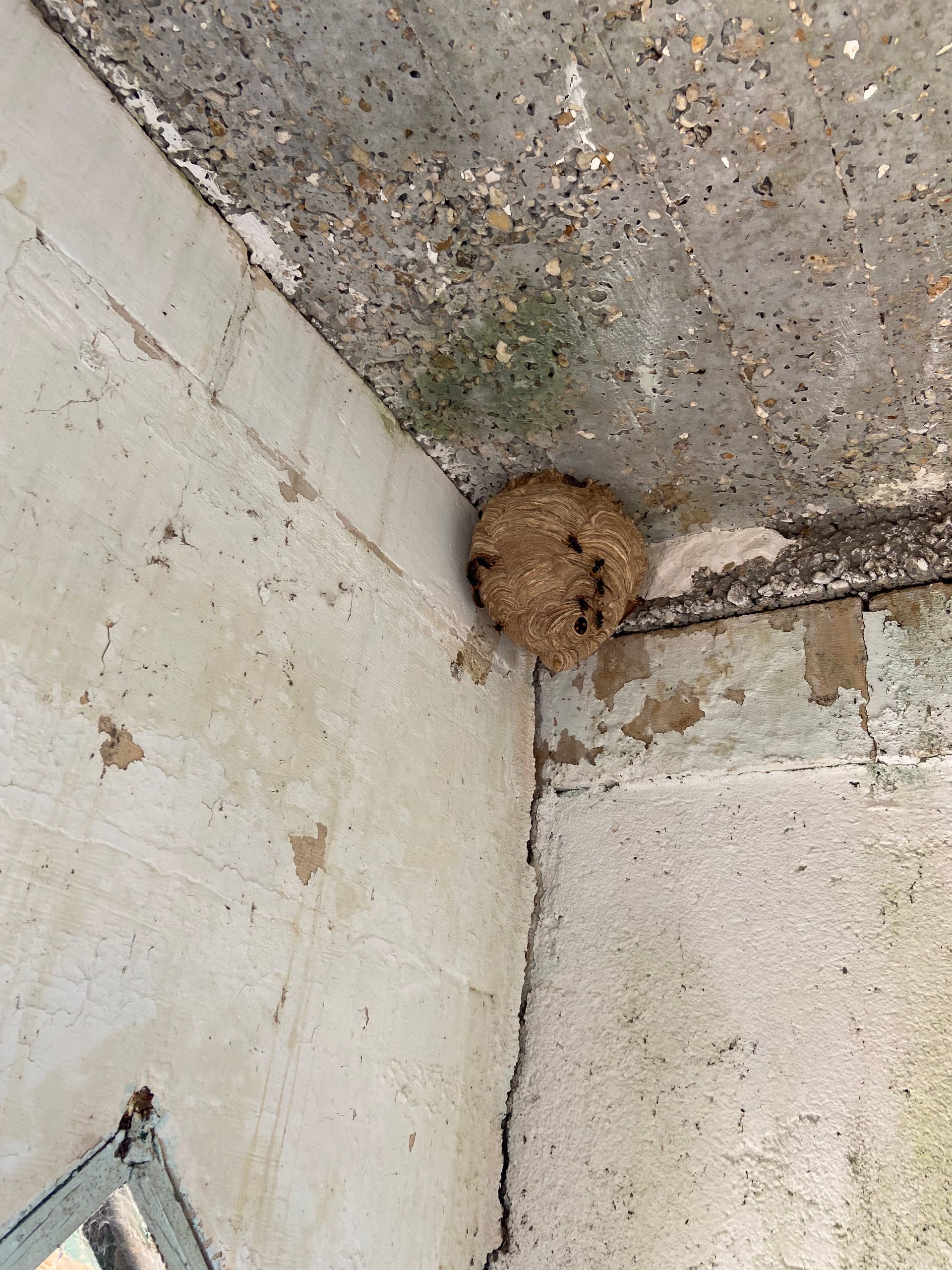 Nid de guêpes dans le coin d'un plafond et d'un mur texturés, blanc cassé et patinés.