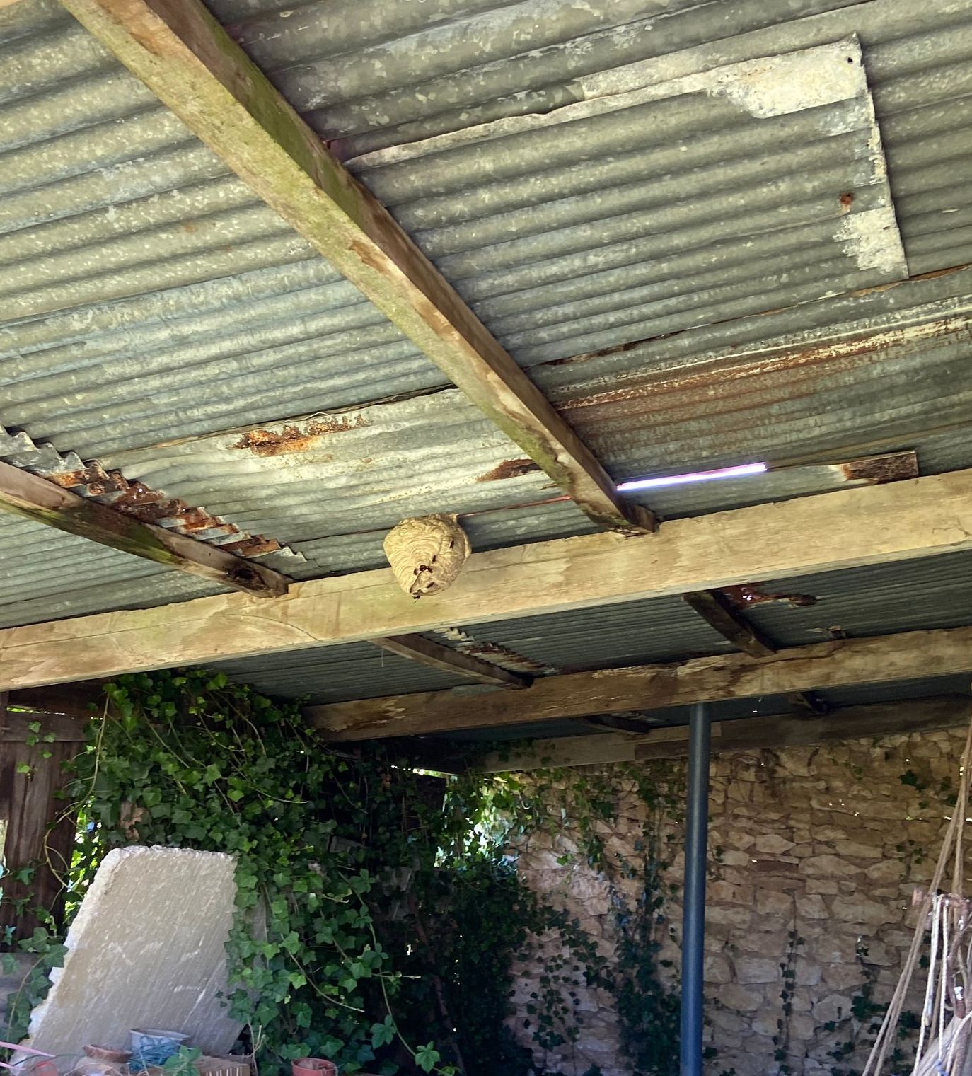 Nid de guêpes attaché sous un toit en tôle ondulée dans un hangar rustique.