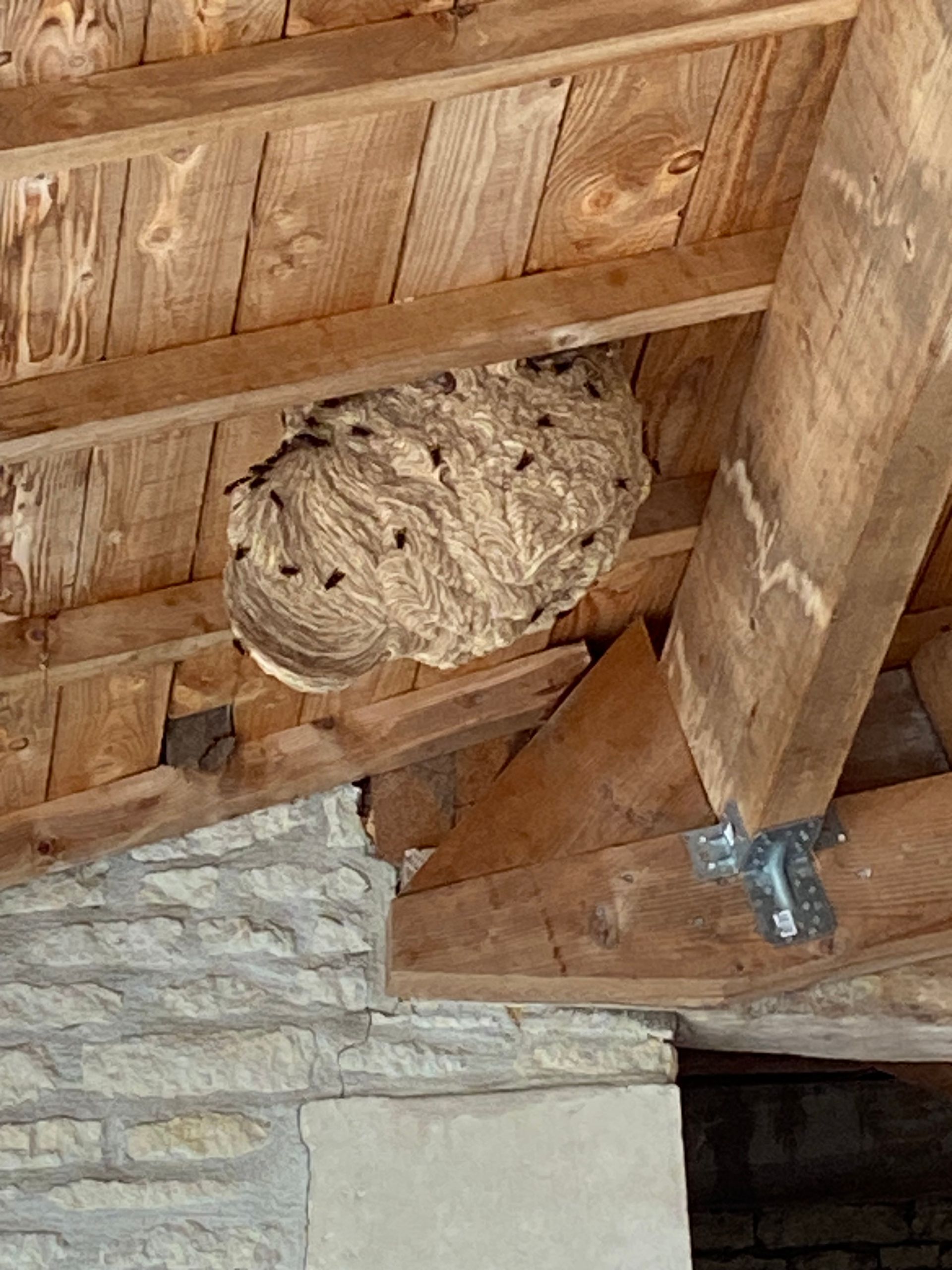 Grand nid de guêpes attaché à des chevrons en bois près d'un mur de pierre.