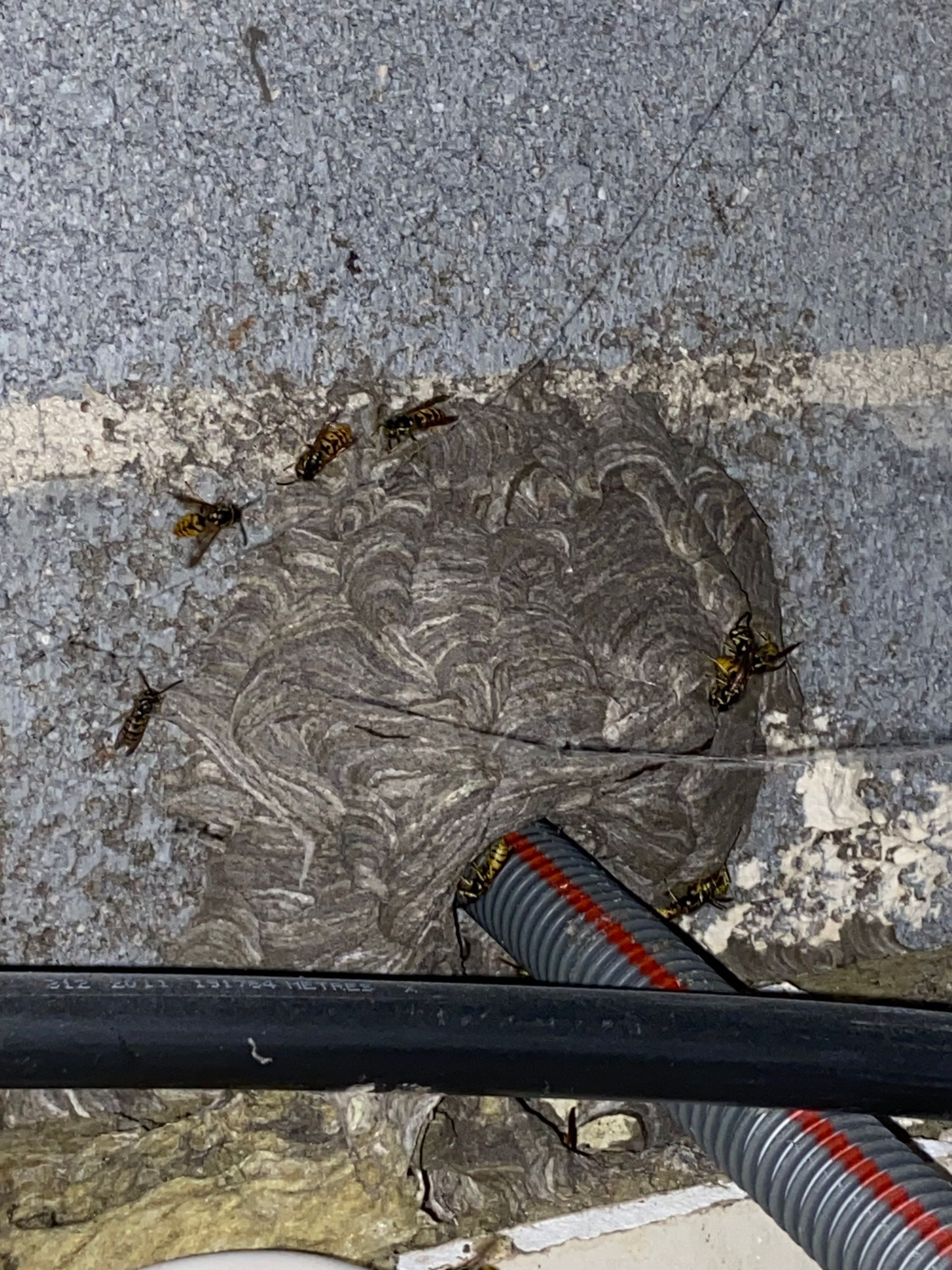 Nid de guêpes fixé à une surface en béton avec des guêpes volant autour, conduit noir et rouge visible.