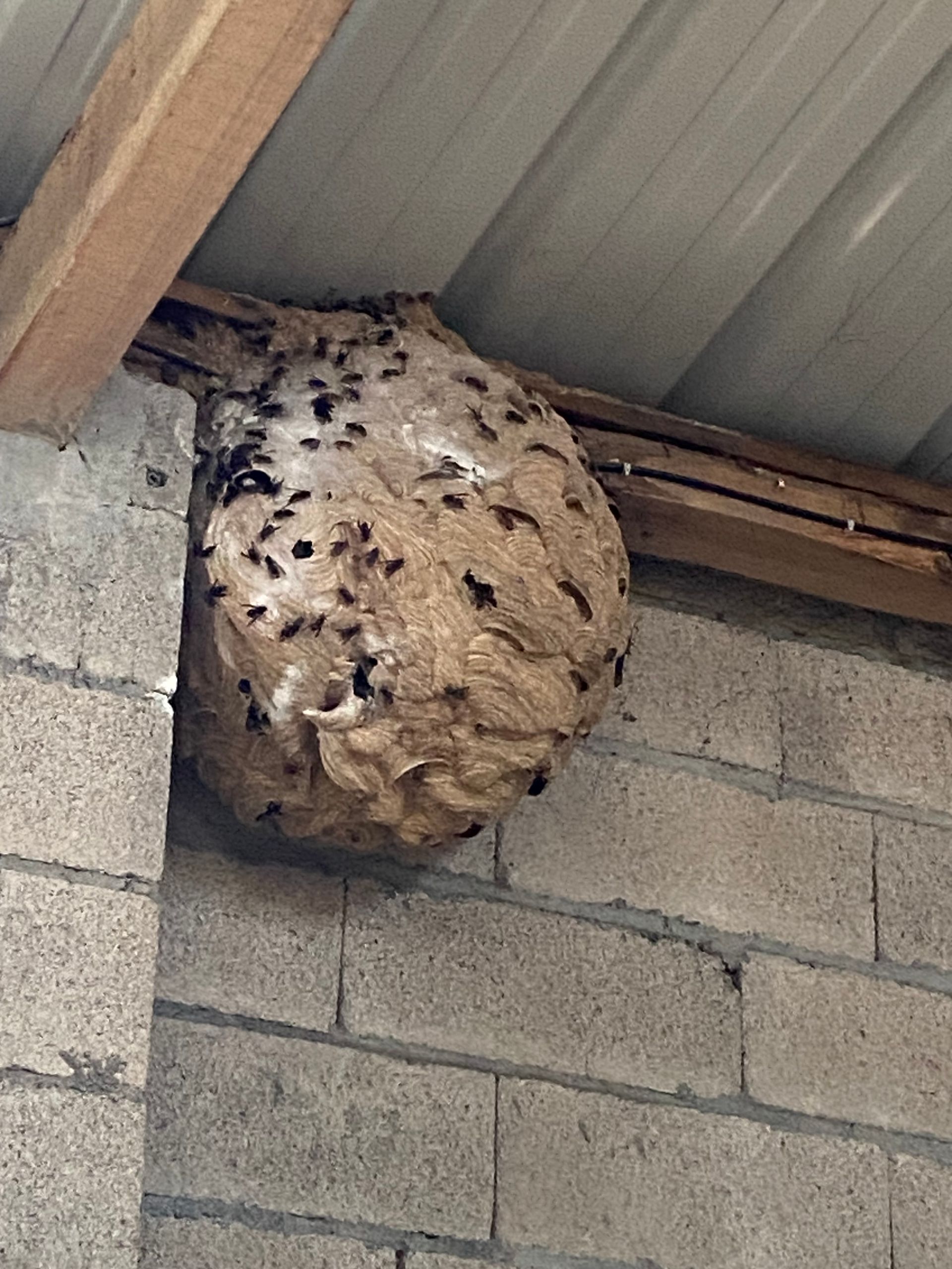 Grand nid de guêpes fixé à un plafond et à un mur de briques ; guêpes visibles à sa surface.