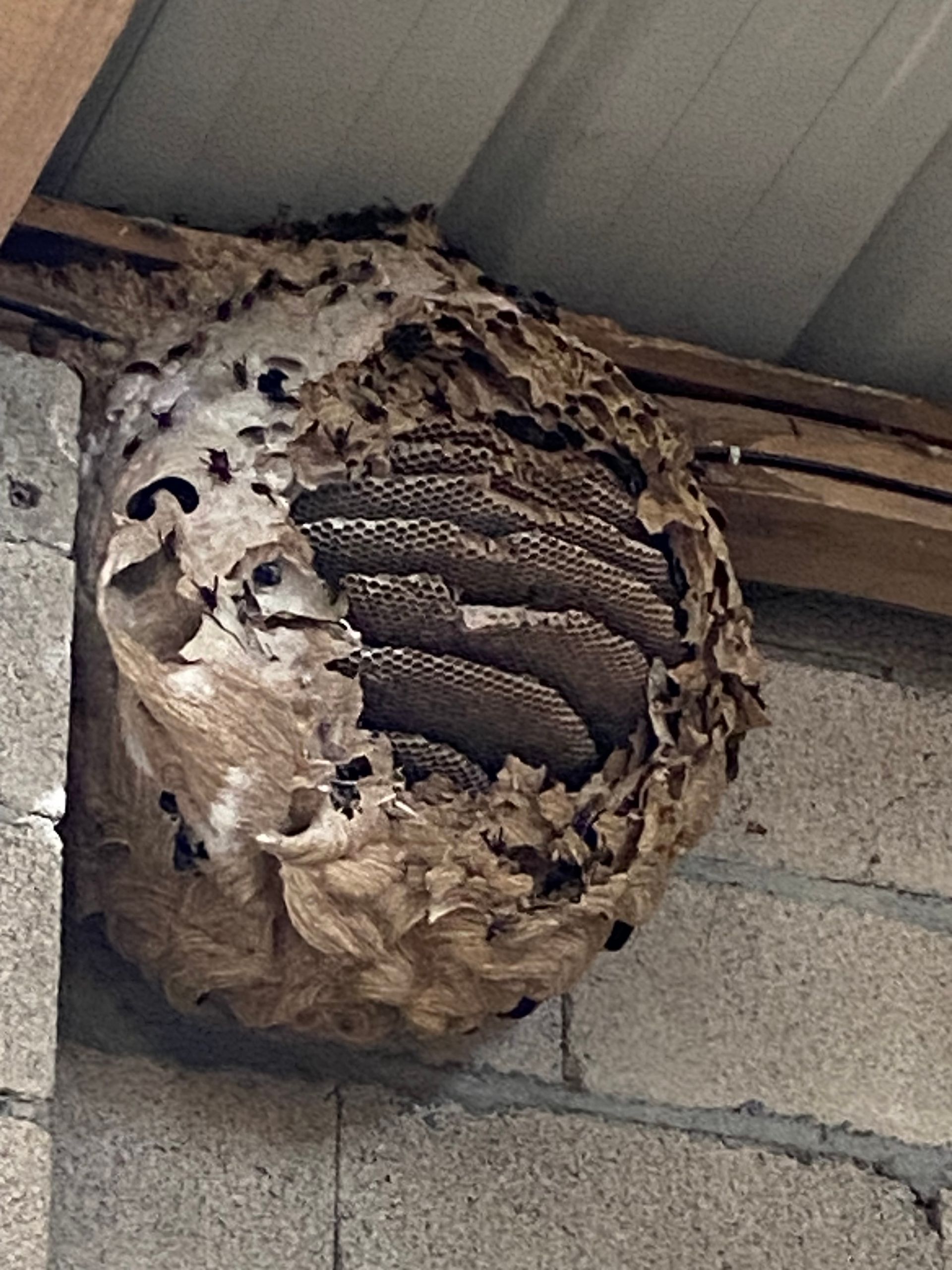 Grand nid de guêpes fixé à un mur et une poutre en bois, alvéoles visibles.