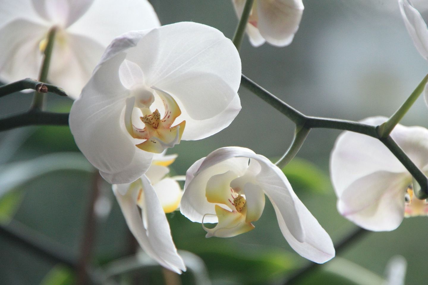Fleurs blanches d'orchidées
