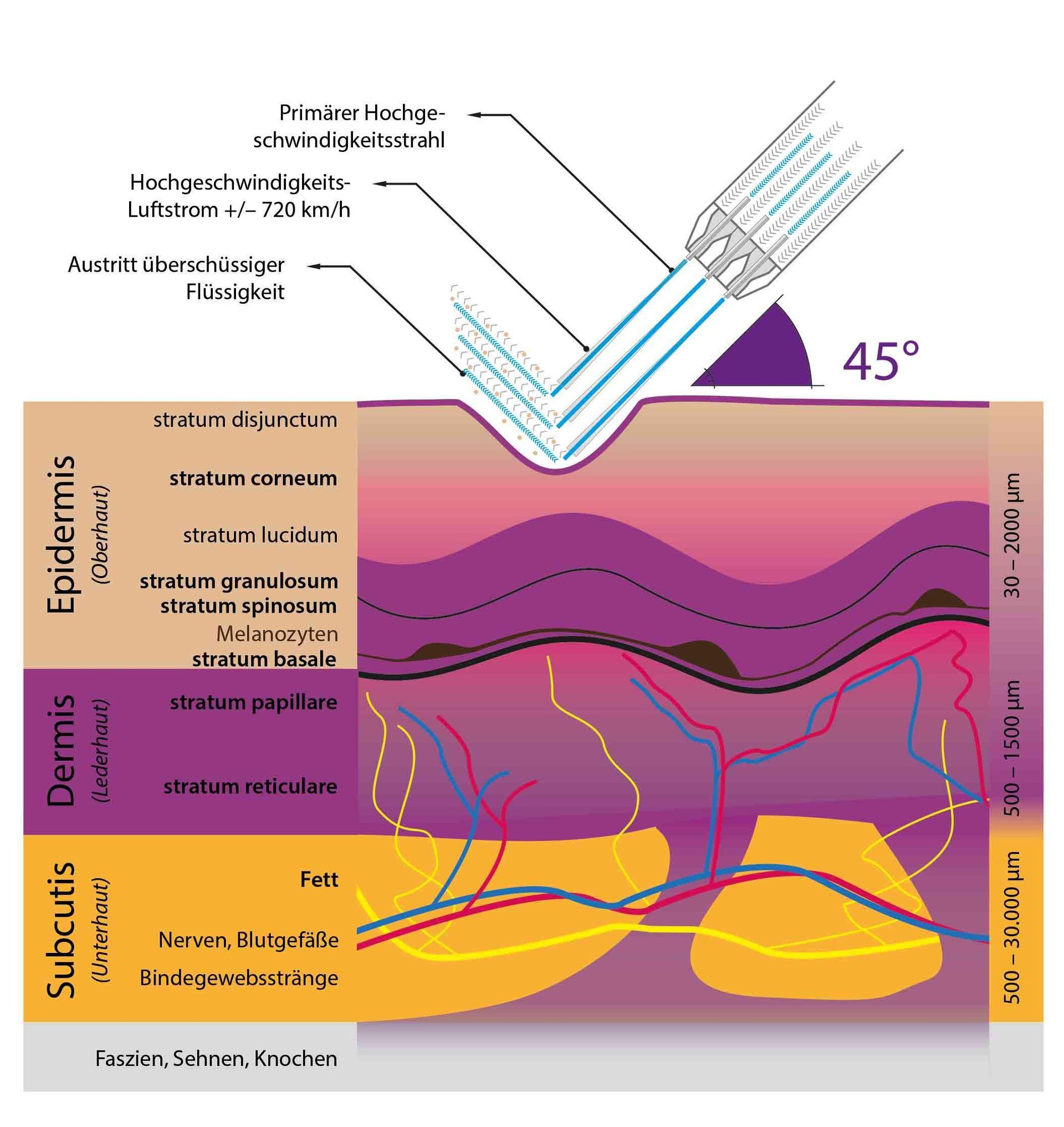 Ein Diagramm der Epidermis und der subkutanen Dermis