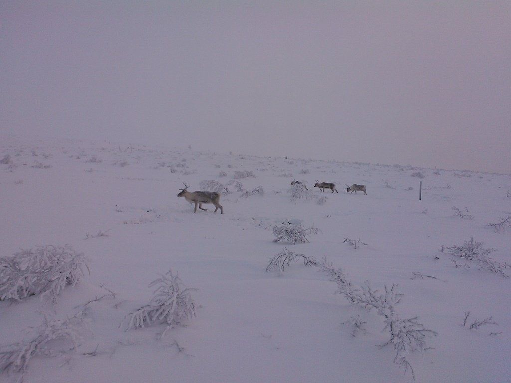 Langlauf-Ferien Lappland - Activ Sport Baselgia - Lenzerheide