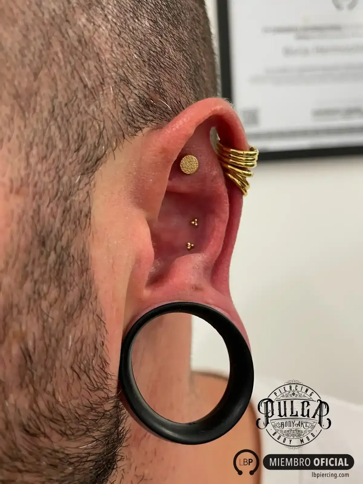 Primer plano de la oreja de una persona con múltiples perforaciones: un lóbulo estirado, un manguito de hélice.