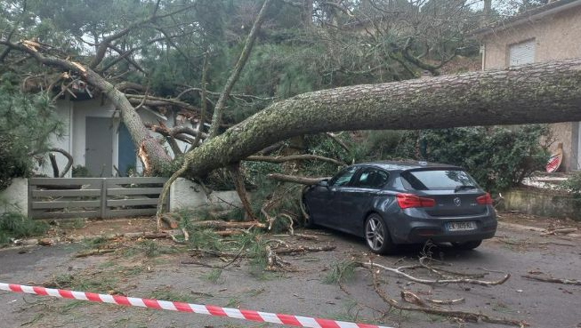 Un arbre tombé écrase une maison et une voiture dans une allée. Ruban de signalisation rouge et blanc au premier plan.