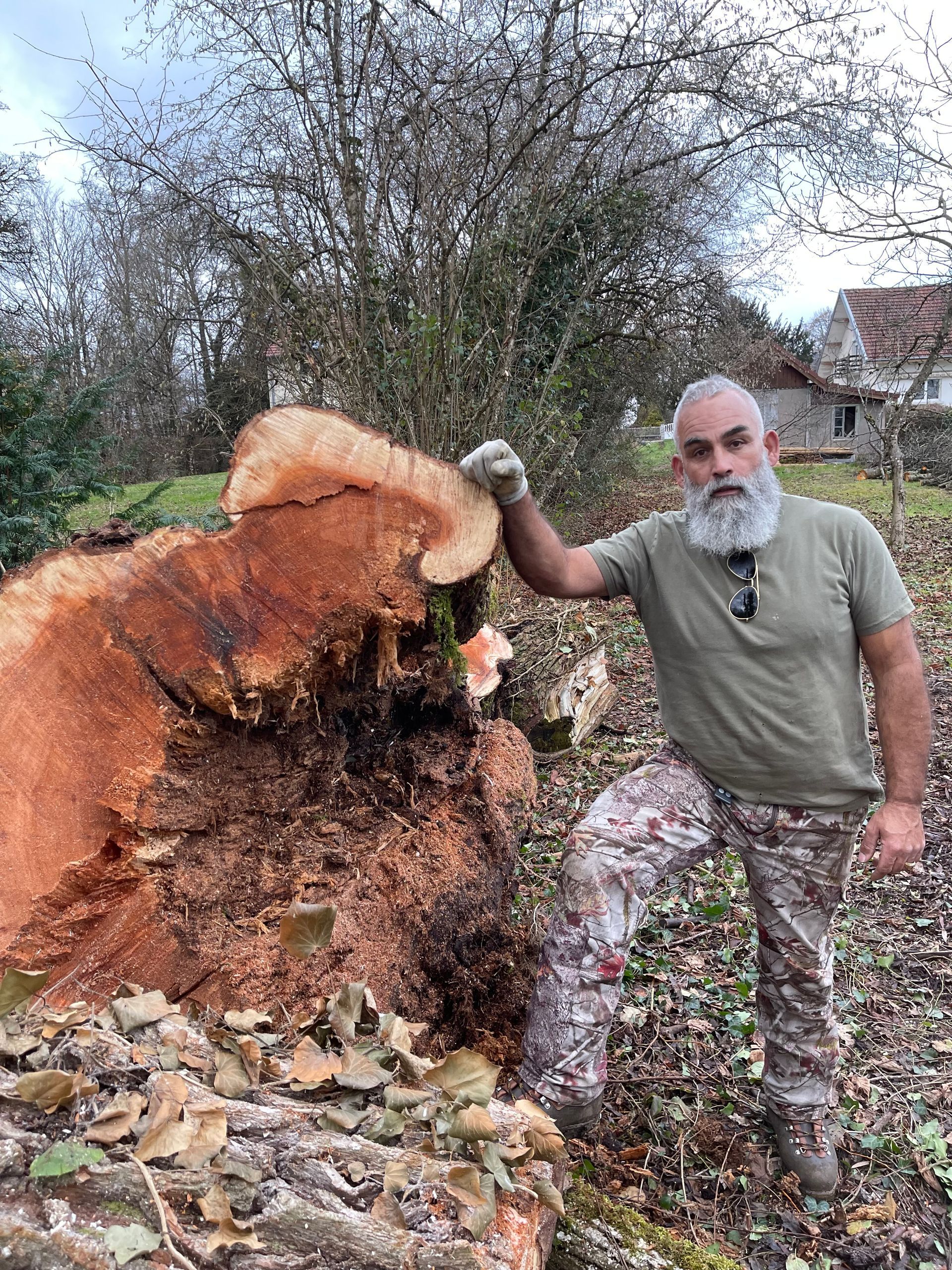 Vers la page Élagage / Abattage