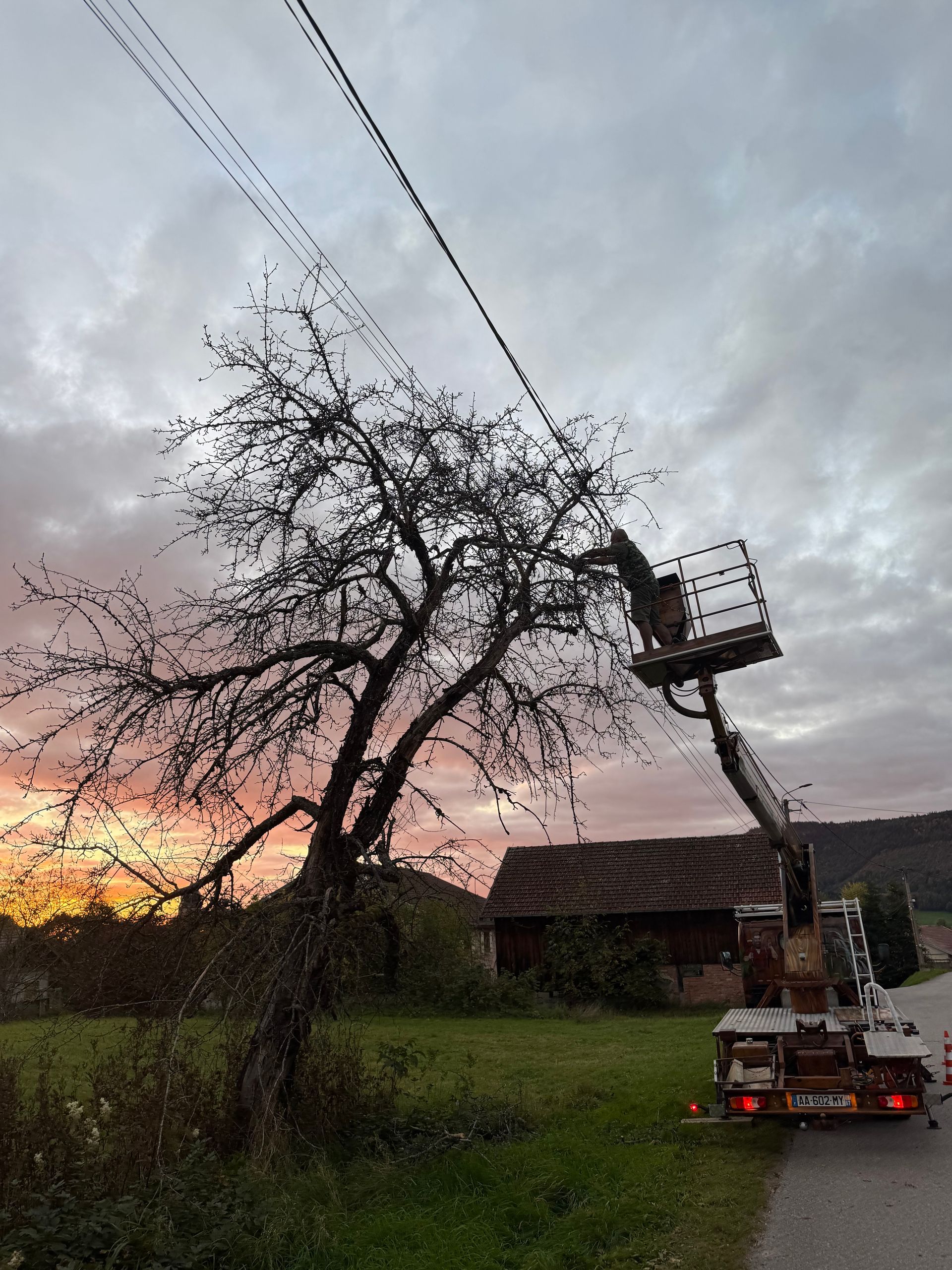Un arbre est taillé près des lignes électriques par une personne se trouvant dans une nacelle au crépuscule.