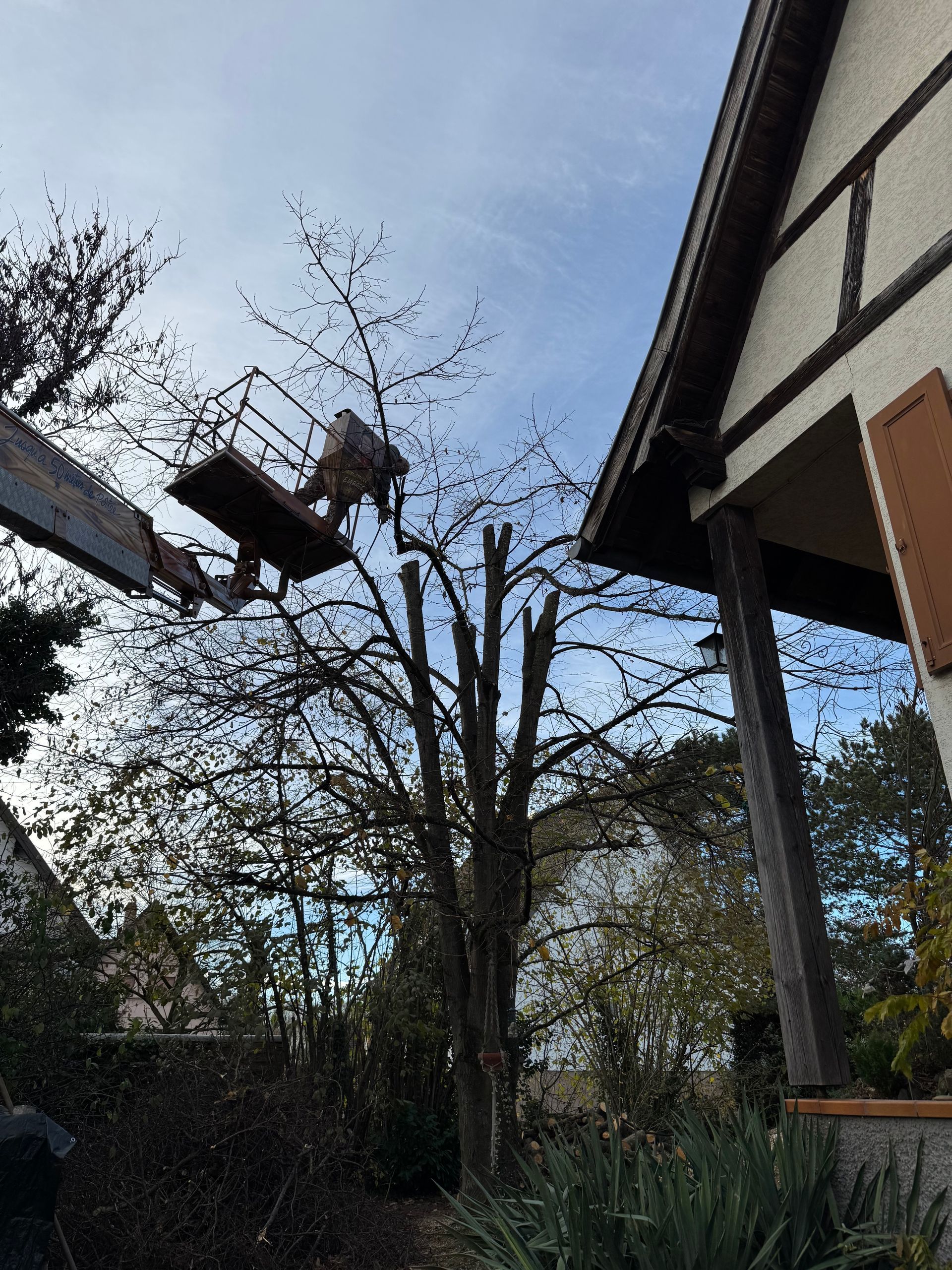 Vers la page Élagage / Abattage