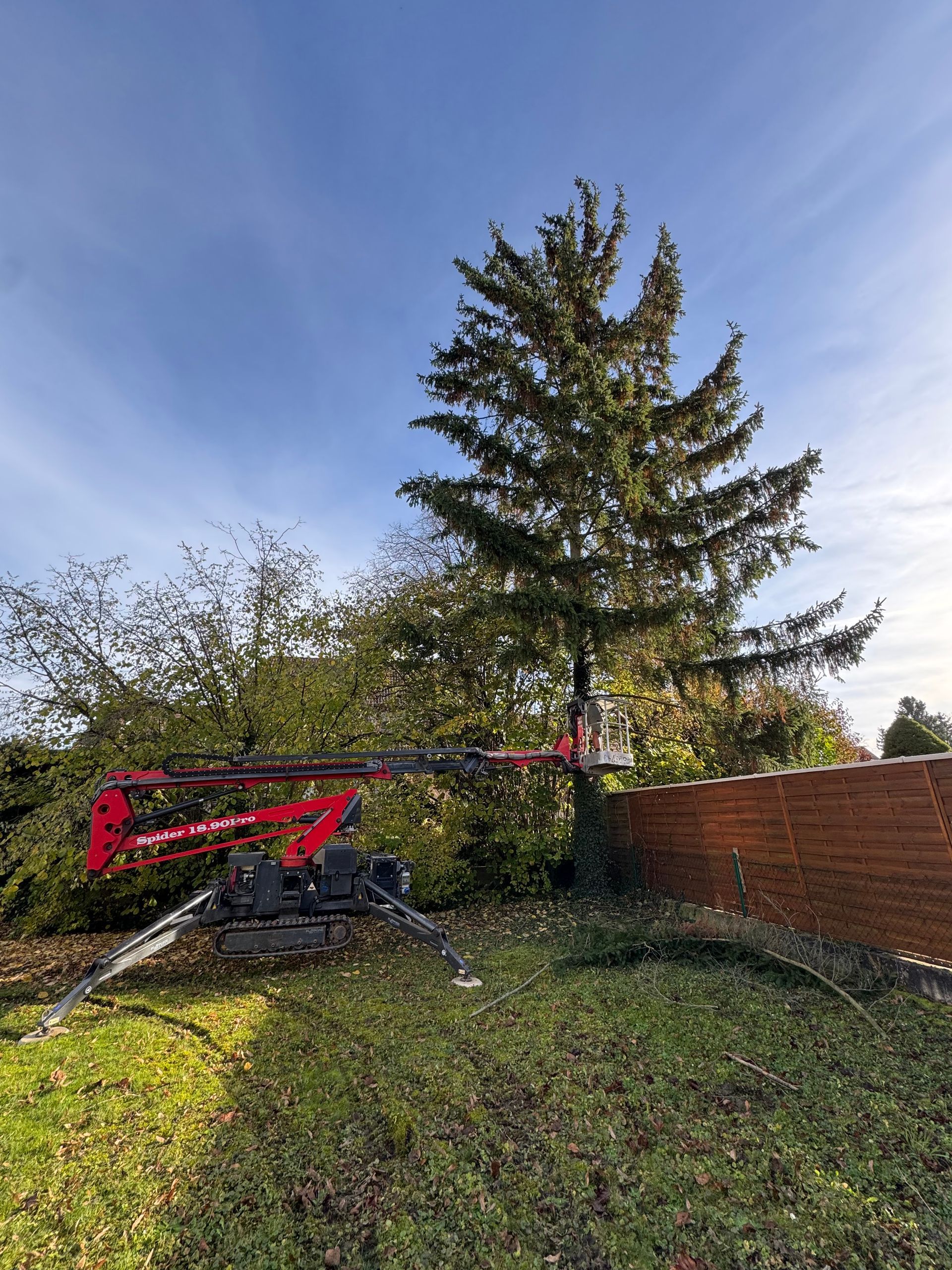 Une machine d'élagage rouge travaille sur un grand conifère près d'une clôture en bois.