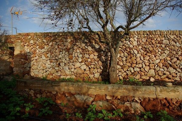 Un muro de piedra con un árbol delante.
