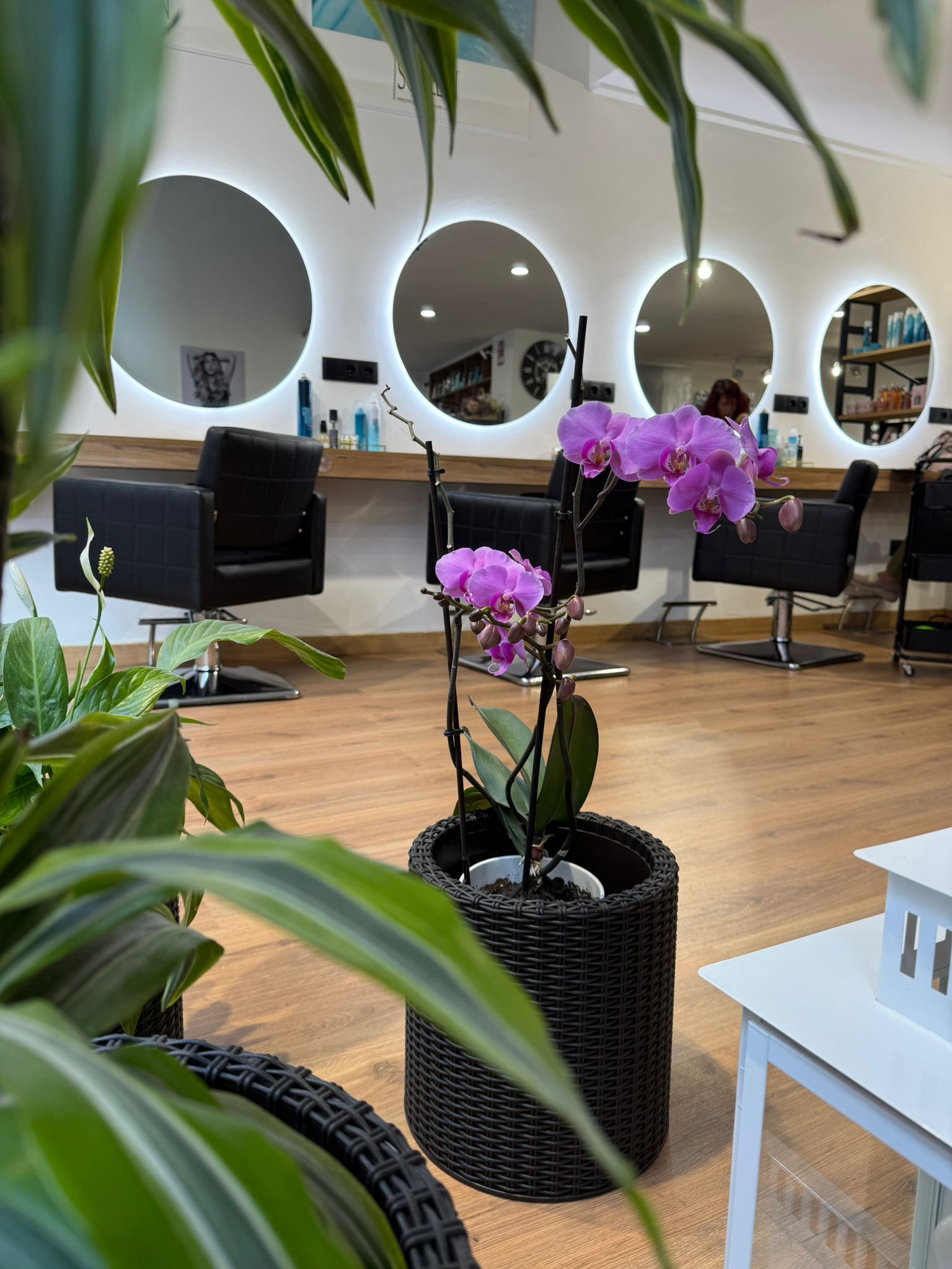 Interior de peluquería con espejos, sillas, plantas y una orquídea.