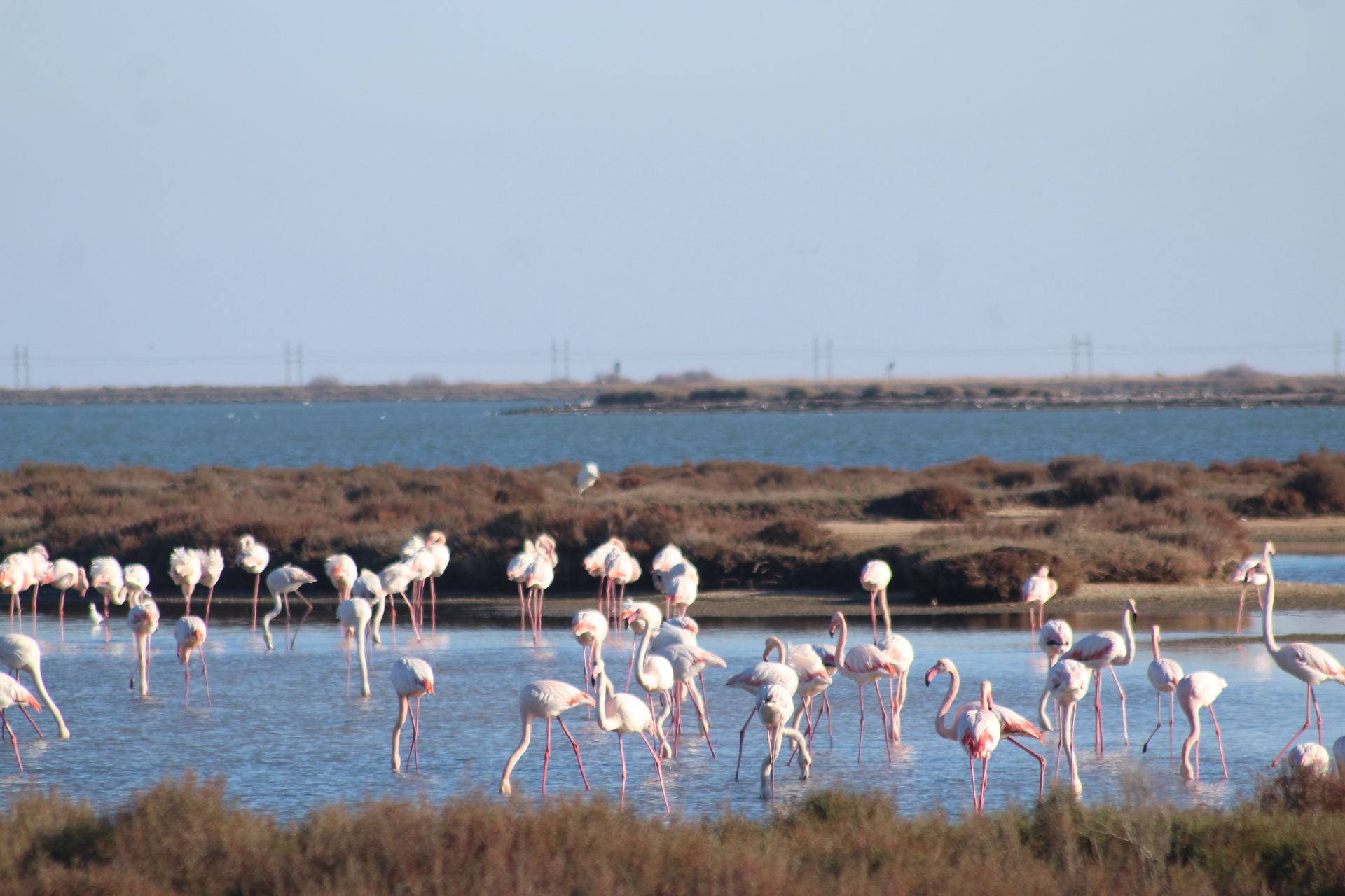 Des flamants roses