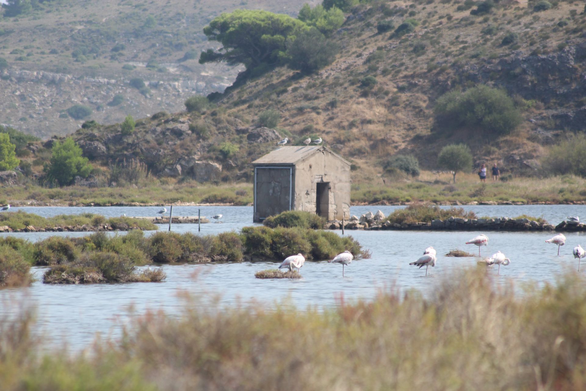 Peyriac-de-Mer : les salins