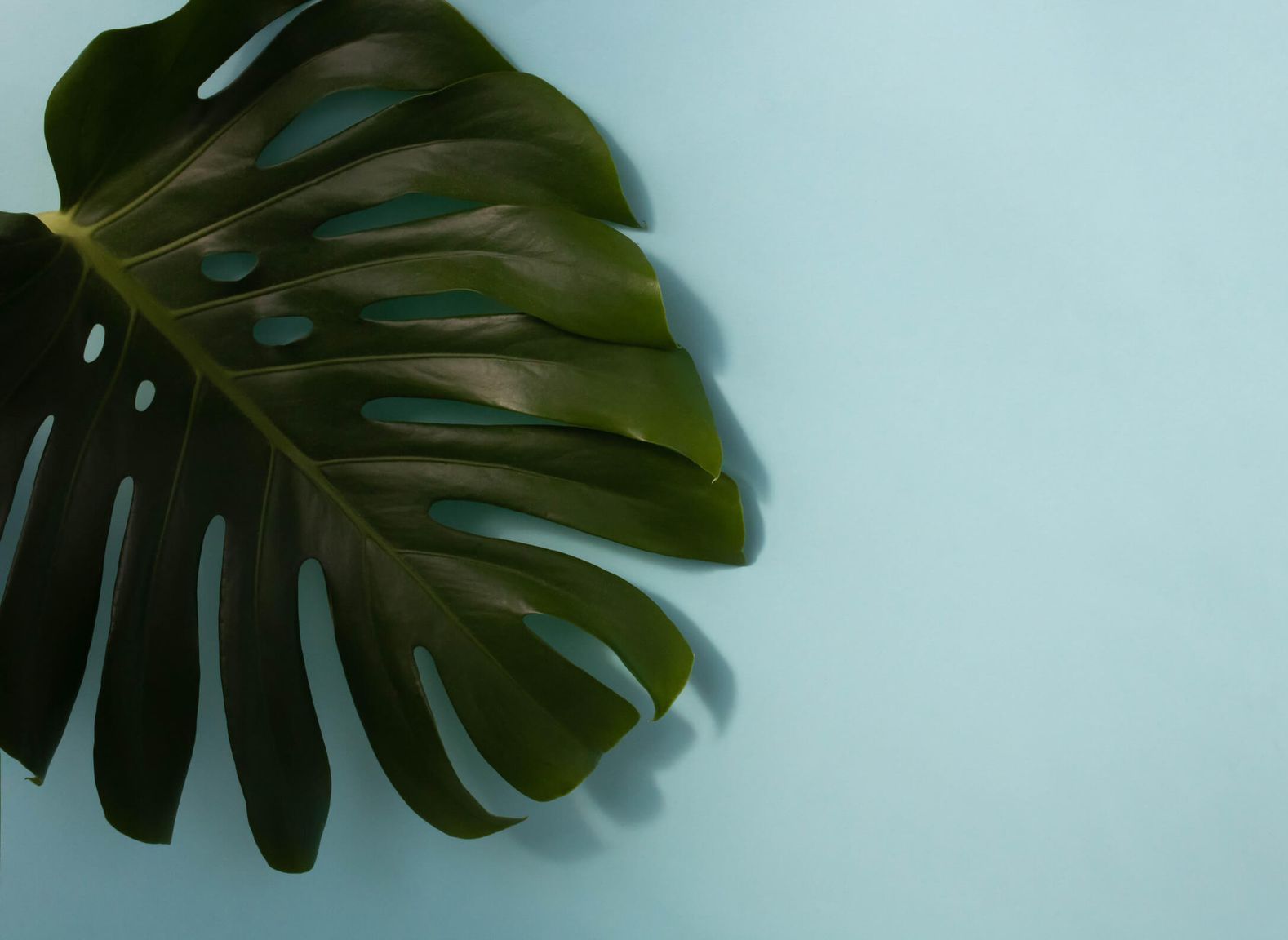 Una hoja de monstera proyecta una sombra sobre un fondo azul.