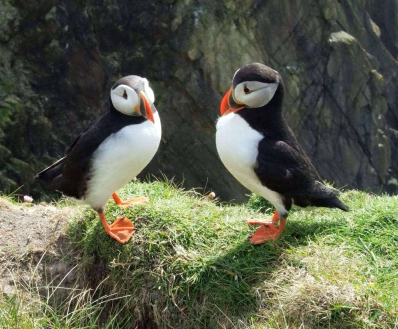 Puffin. Sumburgh Head. Shetland. Lovebirds.