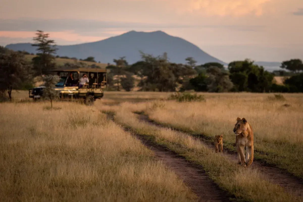 Leona y cachorro caminando por un camino de tierra, vehículo de safari al fondo, paisaje de sabana.