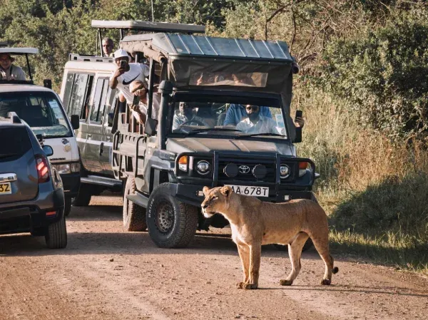Una leona se yergue sobre un camino de tierra frente a vehículos de safari llenos de turistas en una zona boscosa