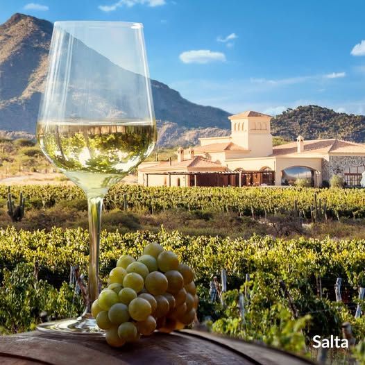 Viñedo al amanecer, hileras de vides verdes, camino de tierra, sol brillante en un cielo azul y nublado.