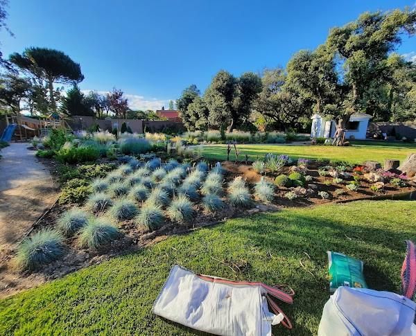 Un jardín soleado con un parterre pulcro y anguloso de gramíneas ornamentales de color azul grisáceo, rodeado de césped.