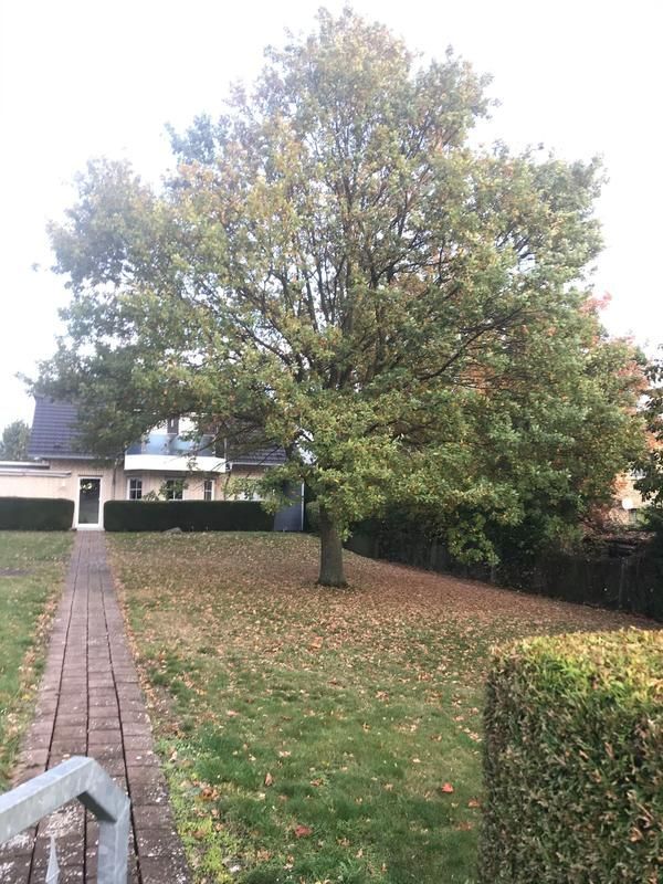 Ein Baum in einem Hof mit einem Haus im Hintergrund