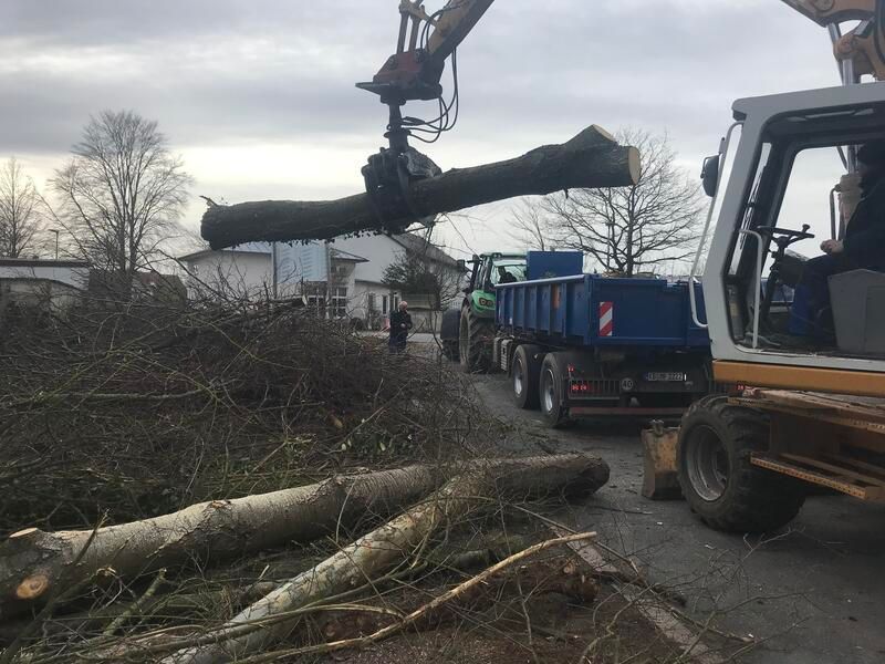 Ein großer Baum wird von einem Kran auf einen Muldenkipper gehoben.