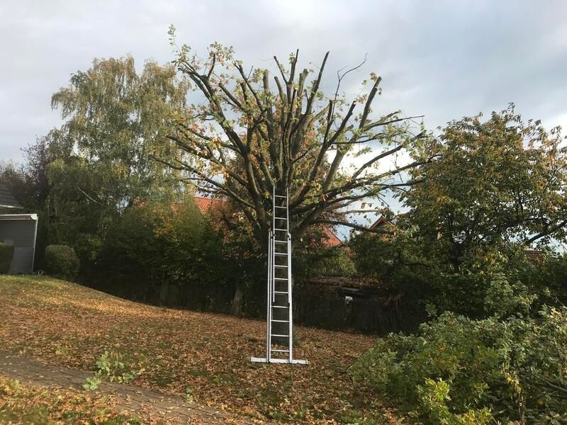 In einem Hof ist eine Leiter an einem Baum befestigt.