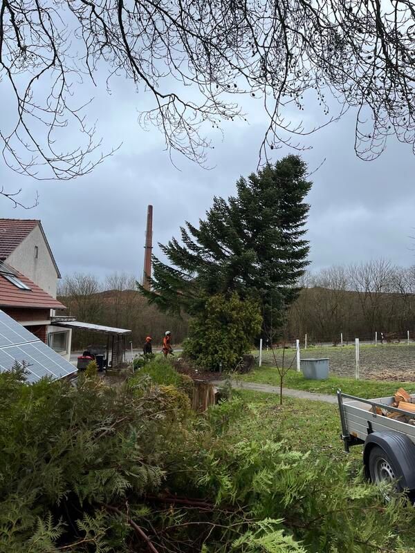 Eine große Kiefer steht mitten auf einem Feld neben einem Haus.
