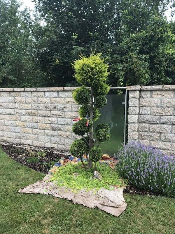 Ein Baum in einem Garten mit einer Backsteinmauer im Hintergrund.