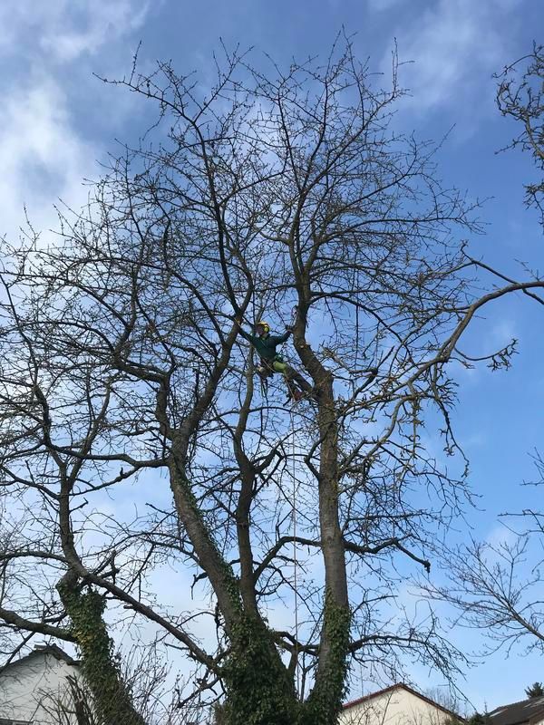 Ein Mann klettert auf einen Baum. Im Hintergrund ist ein blauer Himmel zu sehen.