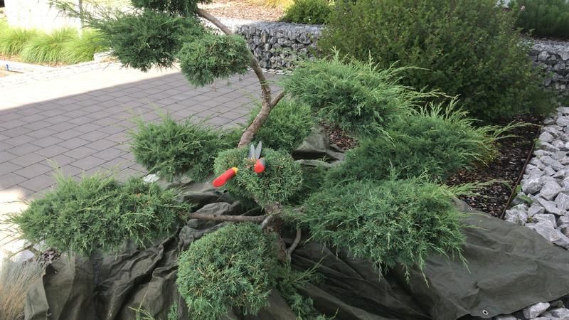 Eine Person fällt mit einer Schere einen Baum.