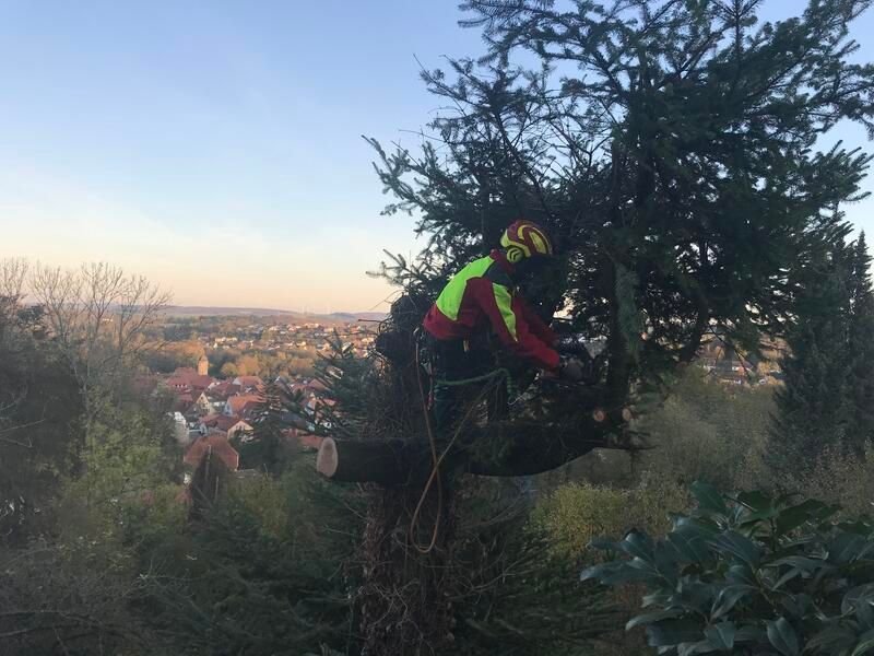 Ein Mann fällt mit einer Kettensäge einen Baum.
