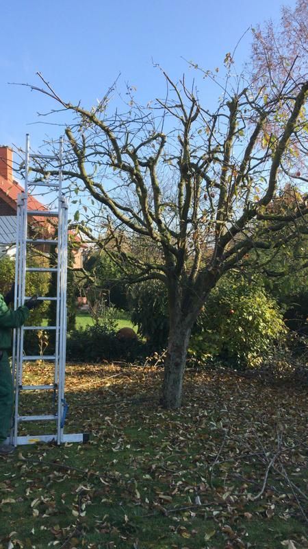 Ein Mann steht auf einer Leiter vor einem Baum.