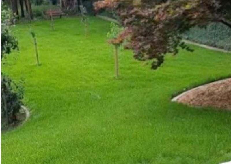 Ein üppiger grüner Rasen mit Bäumen und Büschen in einem Hinterhof.