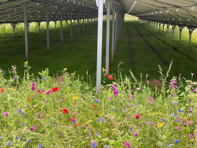 Ein Blumenfeld unter einer Reihe von Solarmodulen