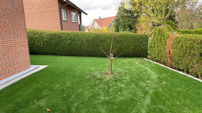 Mitten im Gras im Hinterhof steht ein kleiner Baum.