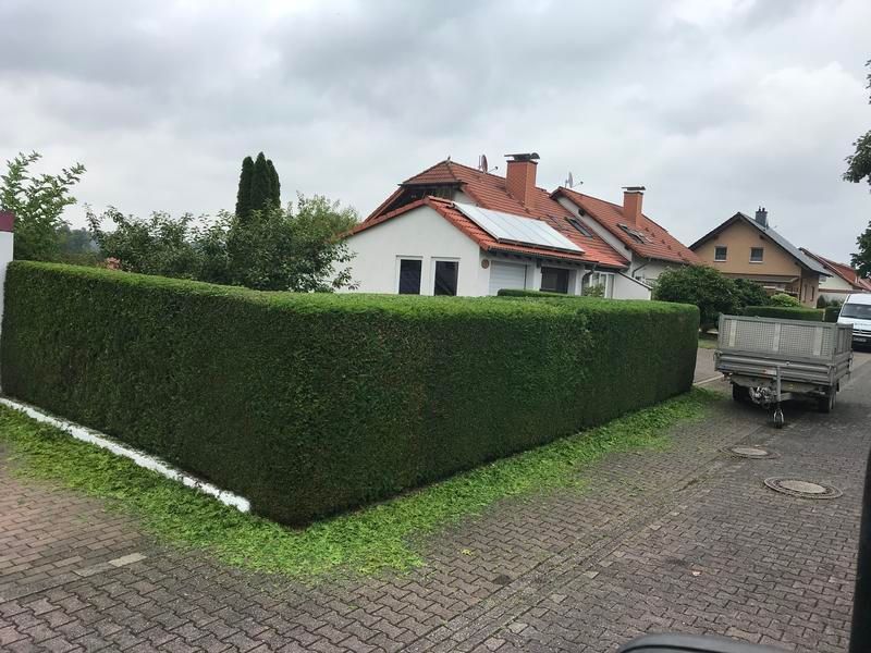 Eine große Hecke steht vor einem Haus mit Sonnenkollektoren auf dem Dach